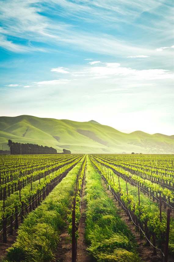 Photo of a farmers field with plants growing, with hills in the background and a bright blue sky