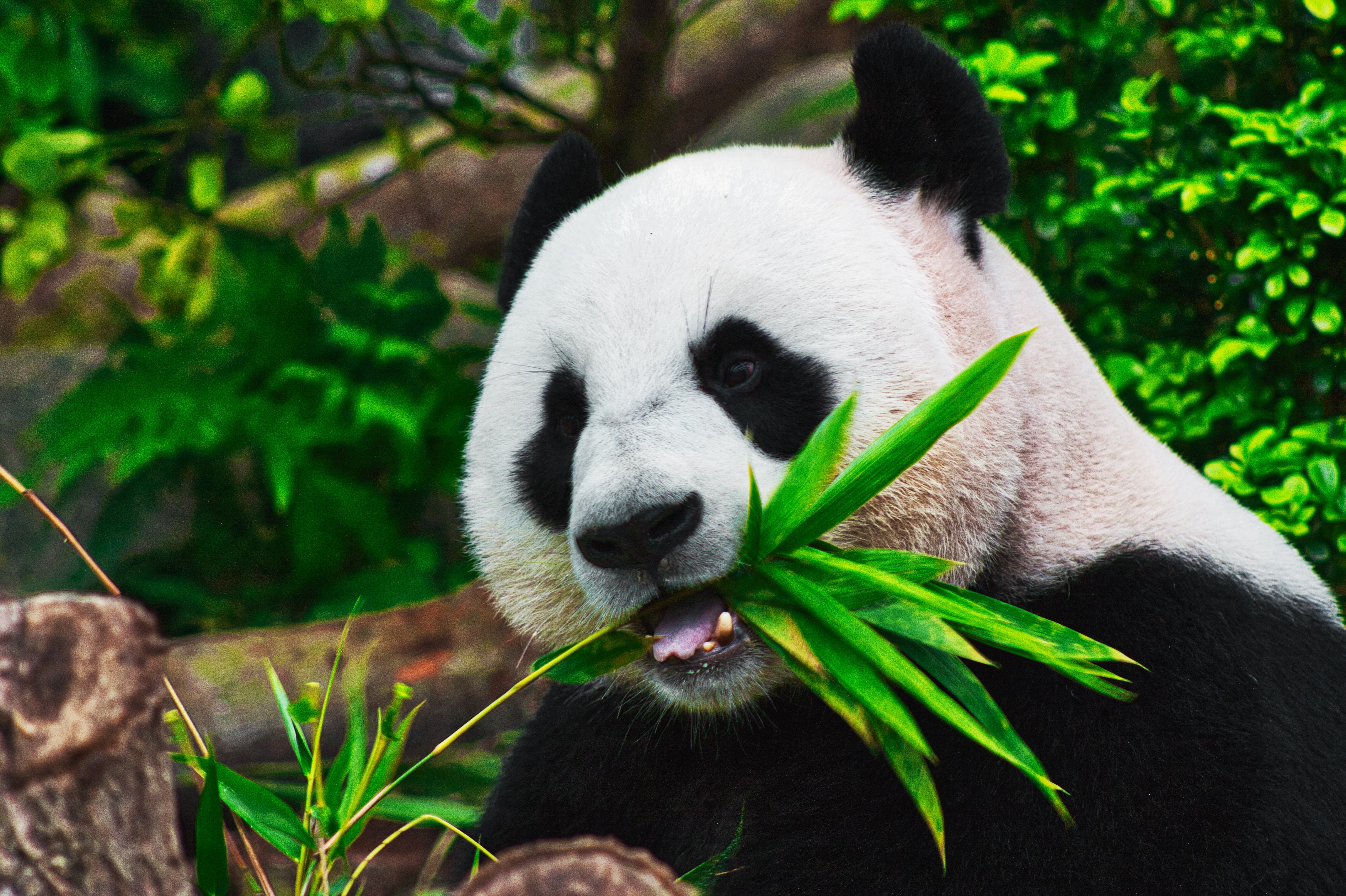 Photo of a panda eating